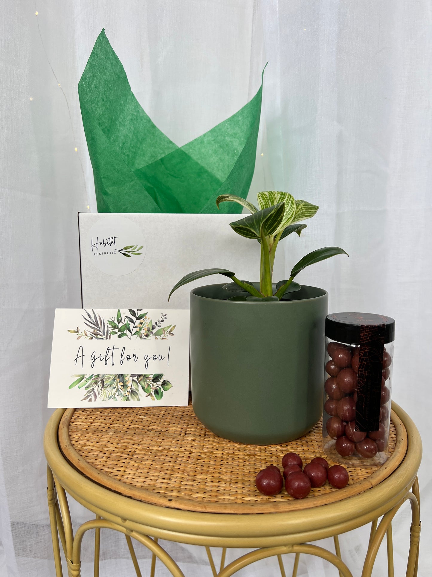 Plant Lovers Box of Delight Gift Box Indoor Plant 12cm and Green Ceramic Pot and Atypic chocolates 130g