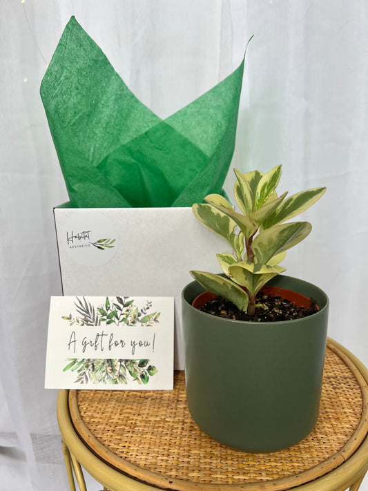 Plant Lovers Gift Box Indoor Plant 12cm and Green Ceramic Pot