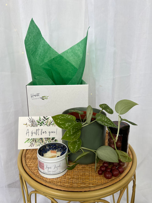 Plant Lovers Gift Box of Joy Satin Pothos Scindapsus Pictus Indoor Plant 12cm and Green Ceramic Pot and Atypic chocolates 130g and Natural Gem Soy Candle 200g