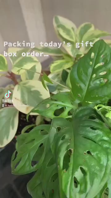 Plant Lovers Box of Delight 🎁