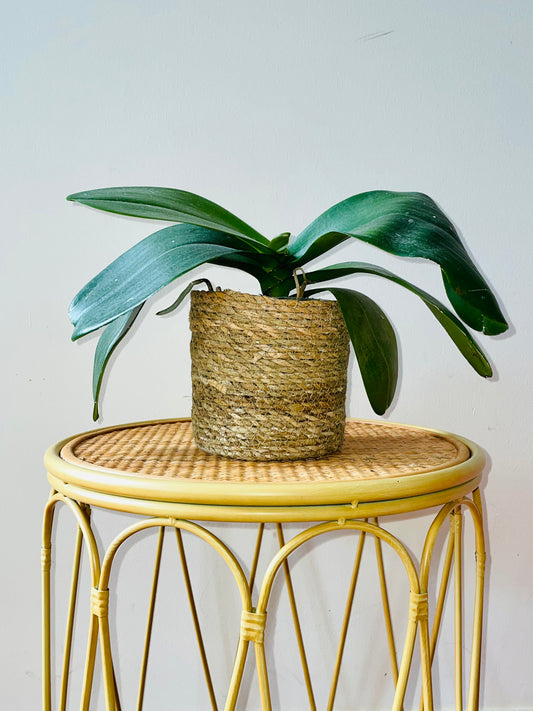 Holga Hand Woven Indoor Plant Pot Round Basket 12/14/16/18/20cm Boho Beach Organic Natural