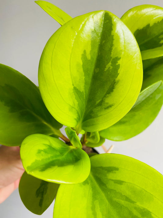 Baby Rubber Plant (Peperomia Obtusifolia) Lemon & Lime 12cm