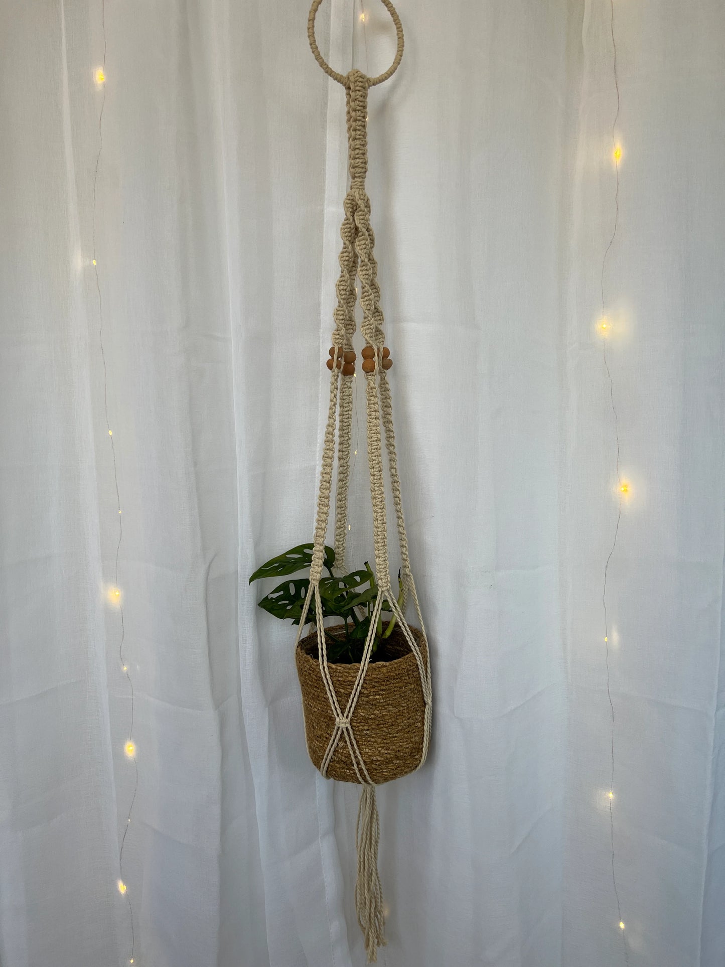 Monstera Monkey Mask Adansonii Plant (Swiss Cheese Plant) with Pot and Macrame Plant Hanger