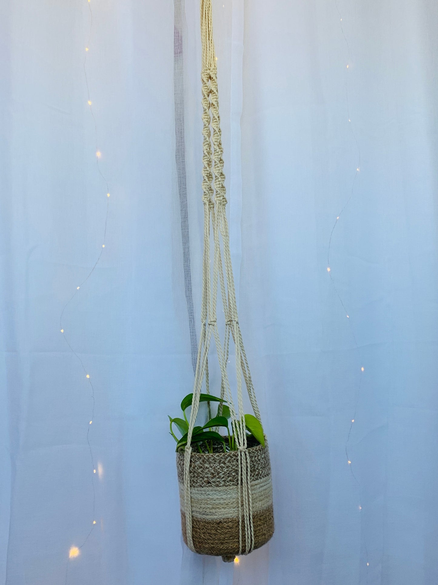 Devil's Ivy Indoor Plant (Epipremnum Aureum Ivy) 120mm/12cm