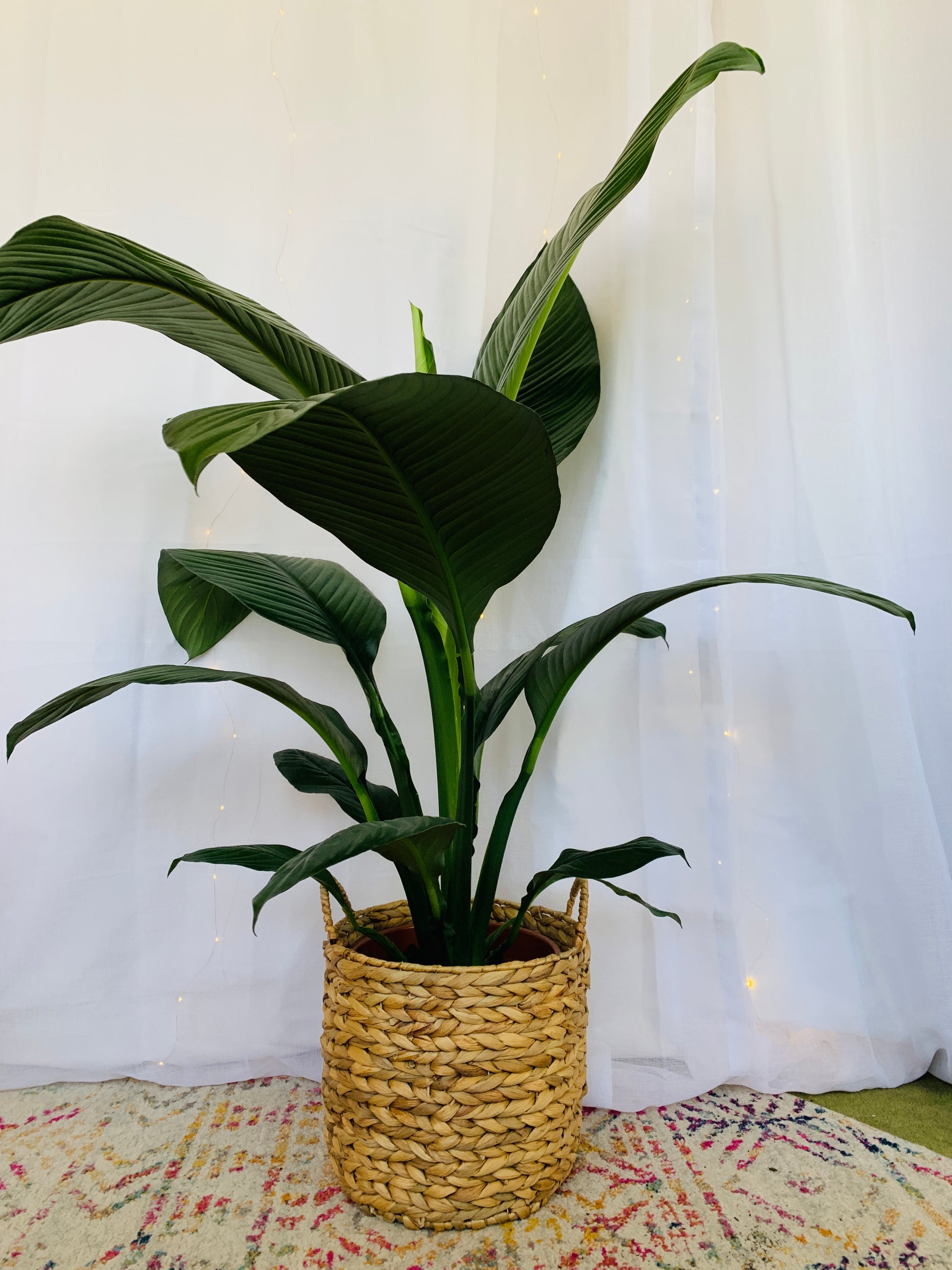 Sensation Peace Lily (Spathiphyllum Sensation) Indoor Plant 24cm for sale houseplant