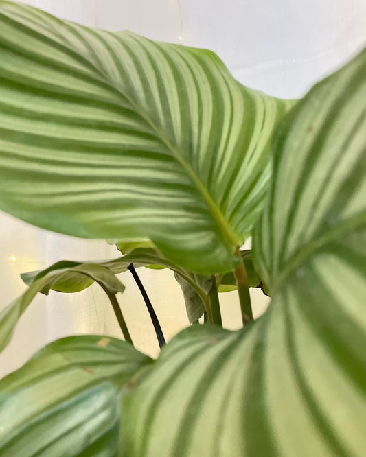 Round-Leaf (Calathea Orbifolia) Indoor Plant 24cm for sale Melbourne