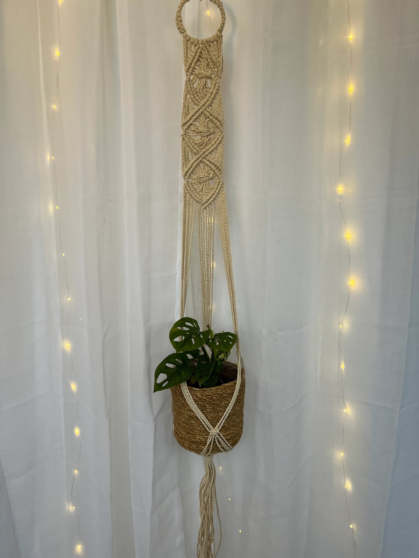 Monstera Monkey Mask Adansonii Plant (Swiss Cheese Plant) with Pot and Macramé Plant Hanger