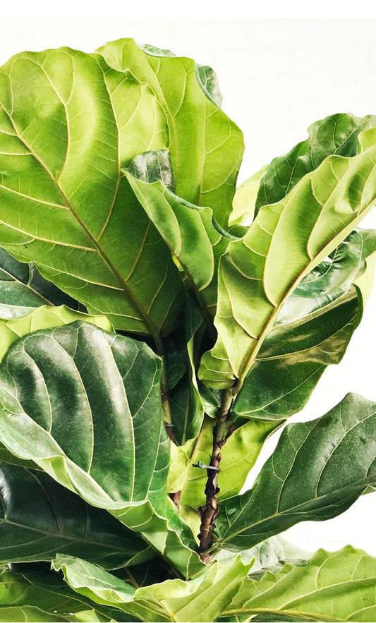 Fiddle Leaf Fig Ficus Lyrata Indoor plant