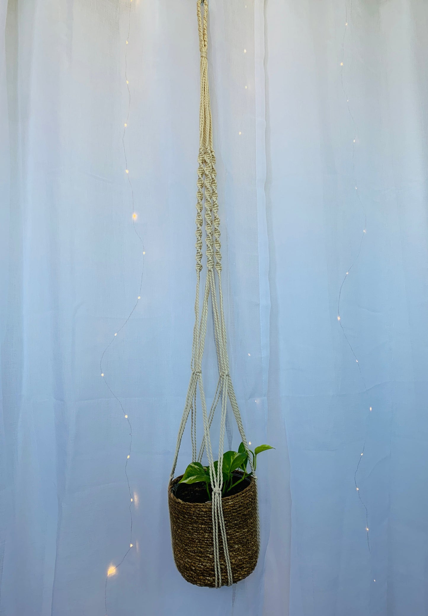 Devil's Ivy Indoor Plant (Epipremnum Aureum Ivy) 120mm/12cm