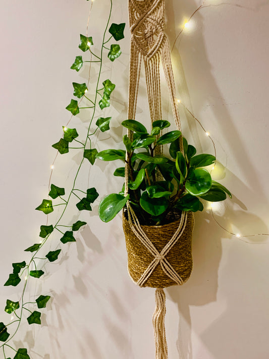 Habitat Aesthetic Starter Pack Indoor Plant Pot Hanging Macramé Lights Artificial Vines