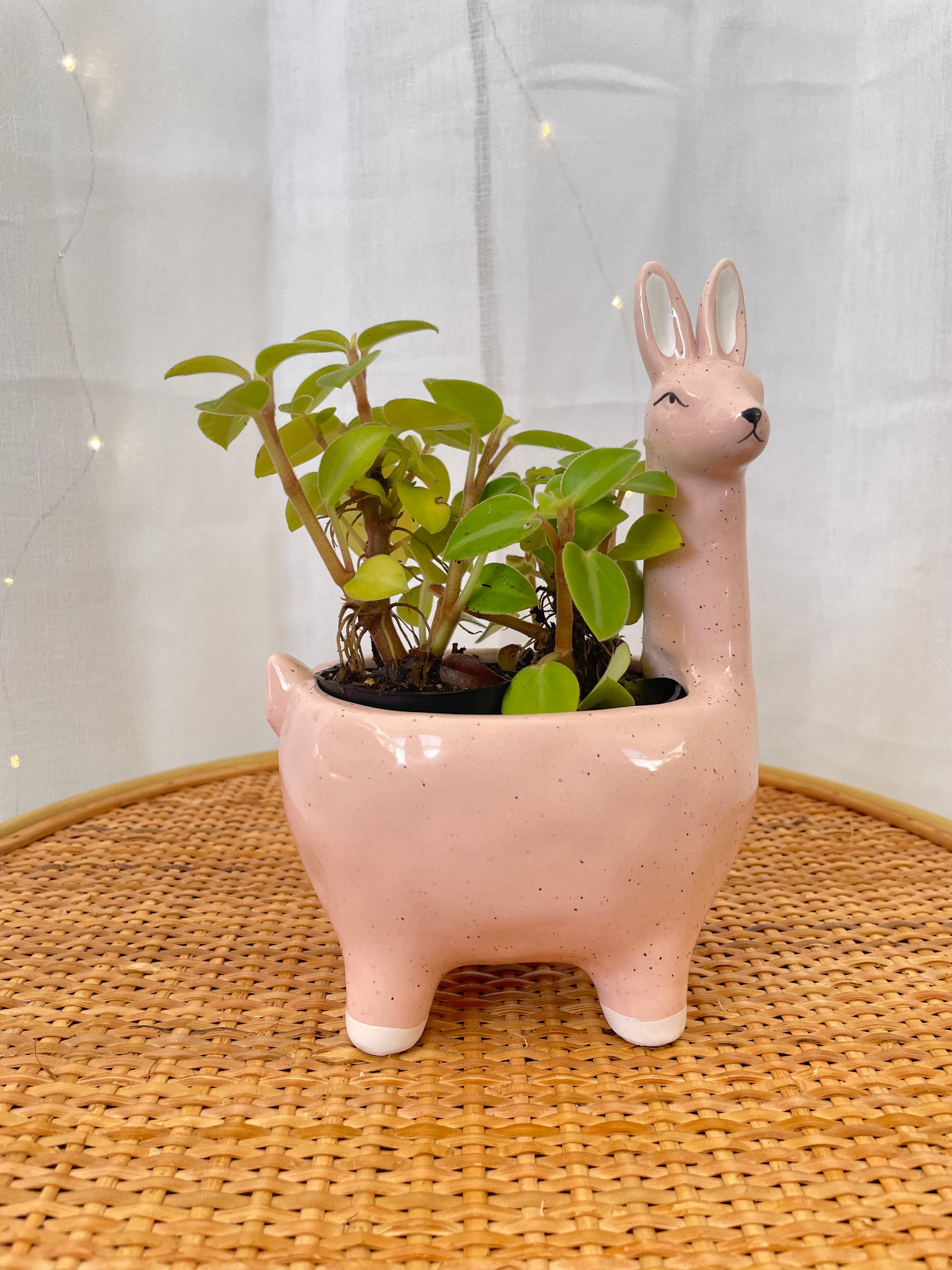 Small Pink Alpaca Ceramic Pot for Indoor Plant for sale online in Australia