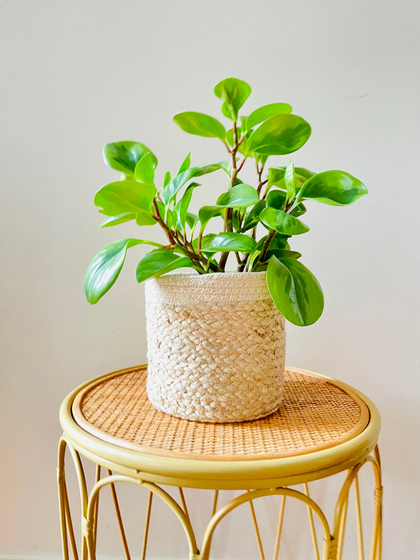 Jute Cotton 2 Tone Hand Woven Indoor Plant Pot Round Basket 12/14/16/18/20cm Boho Beach Coastal Organic Natural