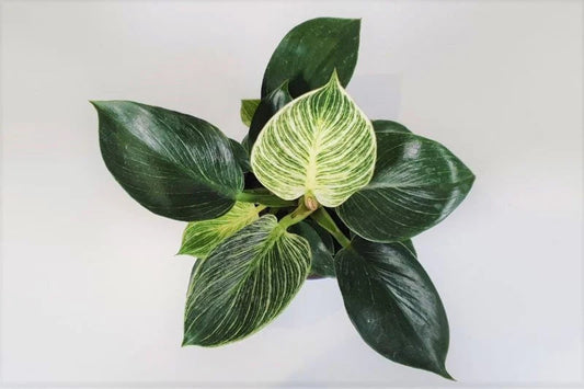 The White Wave (Philodendron Birkin) Indoor Plant 9.5cm boho chic indoor plant decor